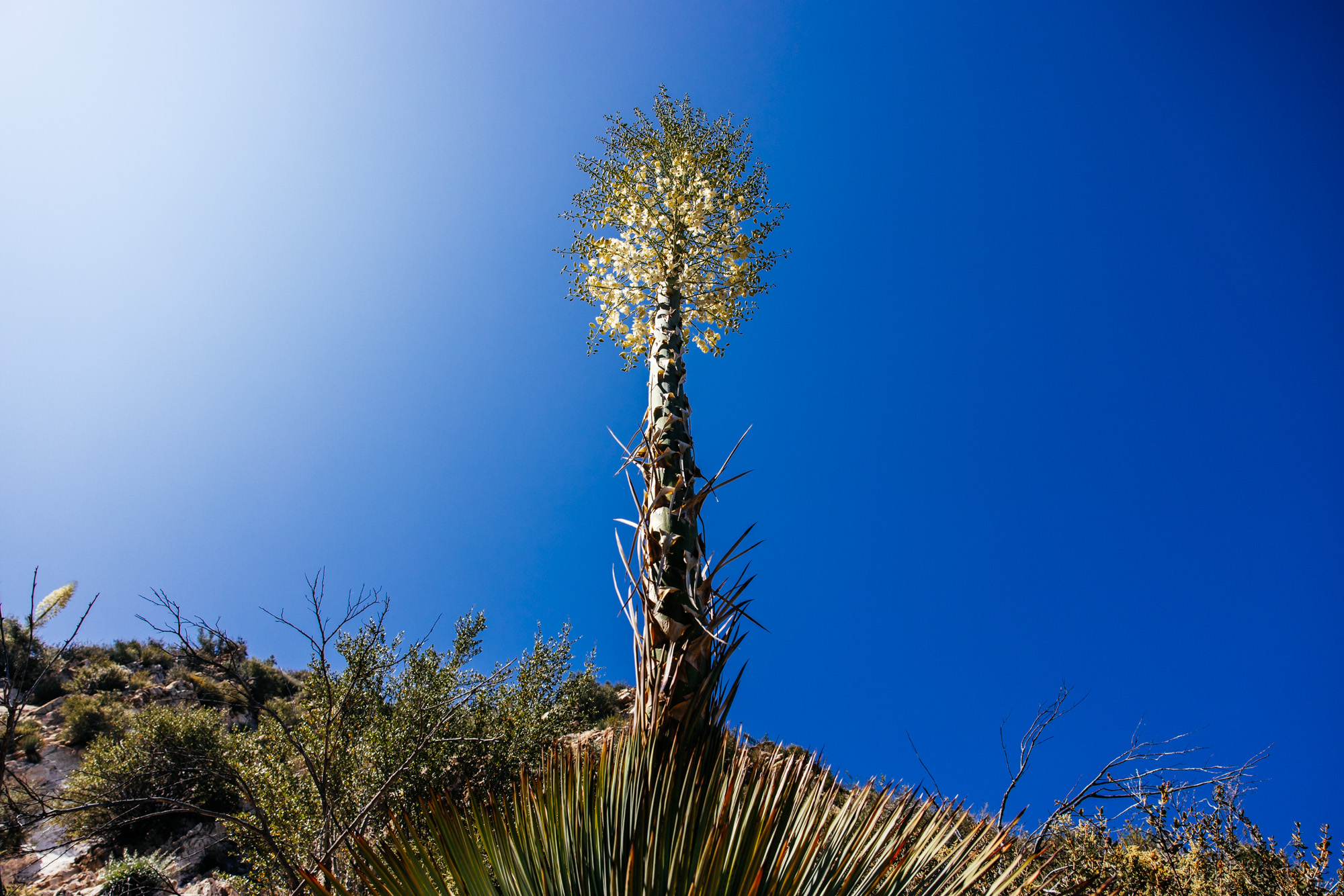 Lowelifes Dream Trail: Condor Peak Trail Guide – john watson | The ...
