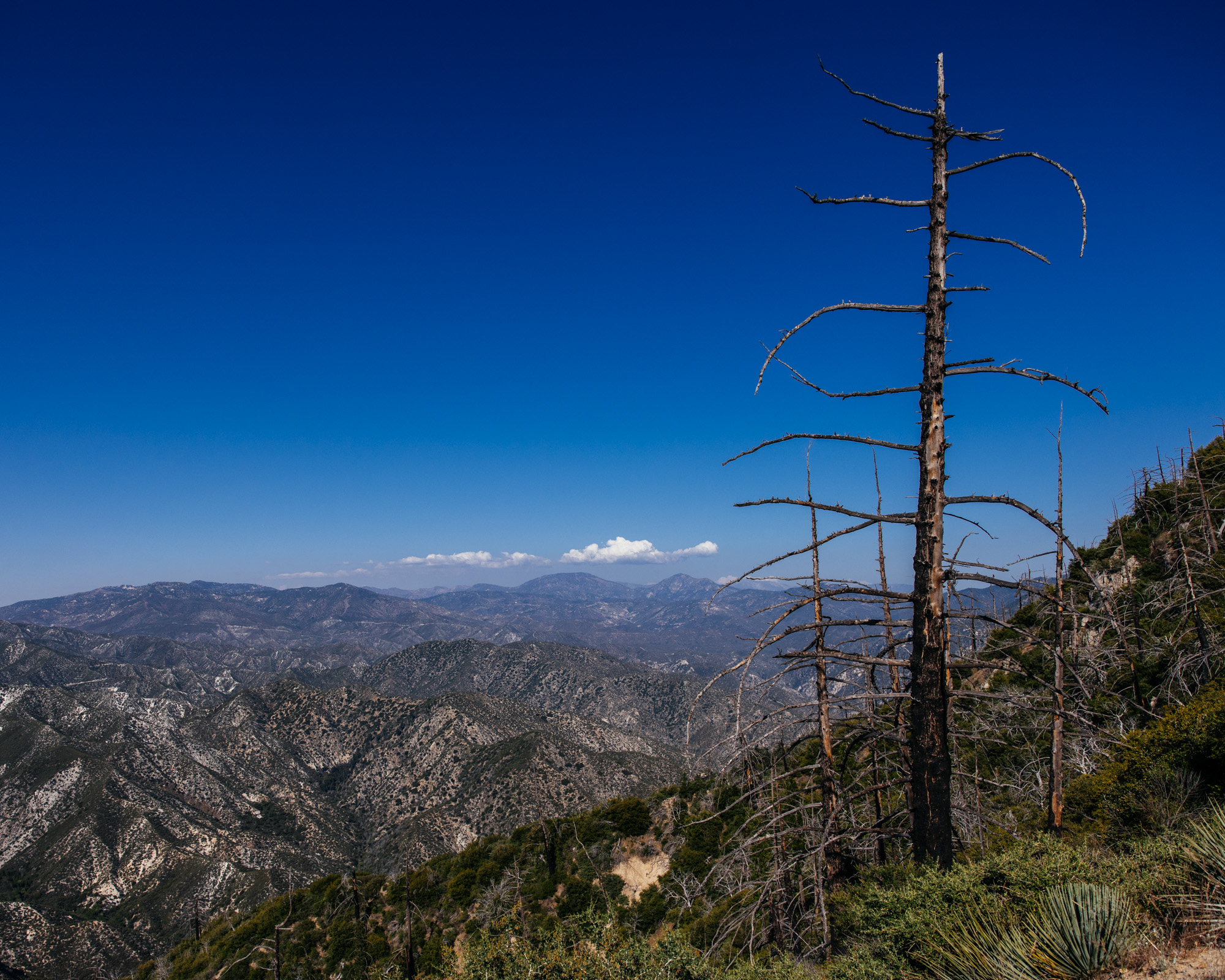 Lowelifes Dream Trail: Condor Peak Trail Guide – john watson | The ...