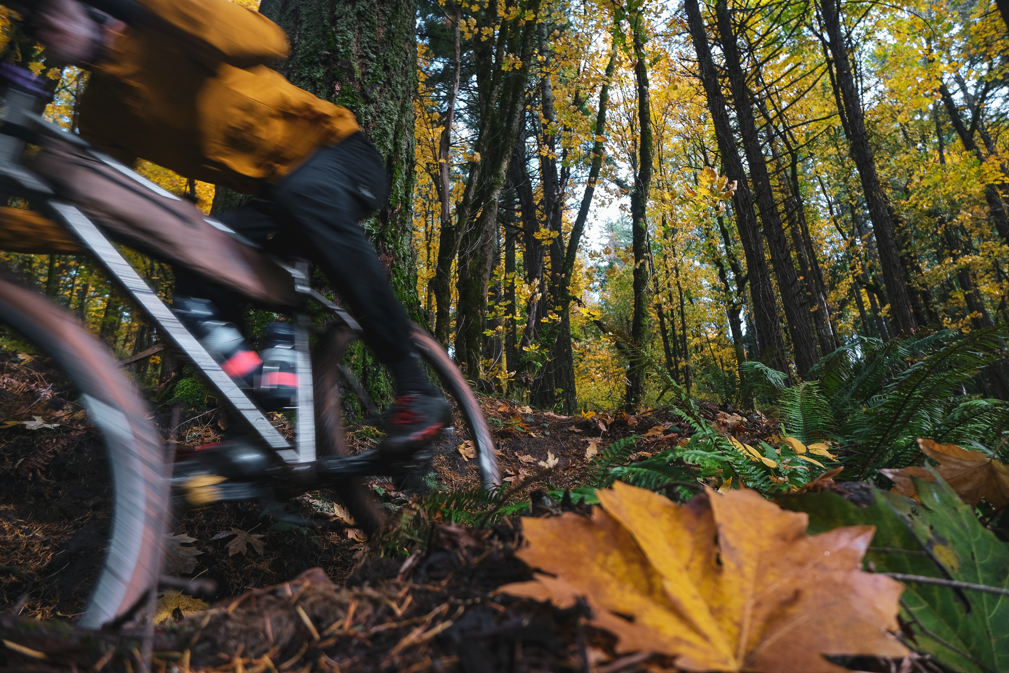 Chaparral Angeles Review: The Magic Footprint