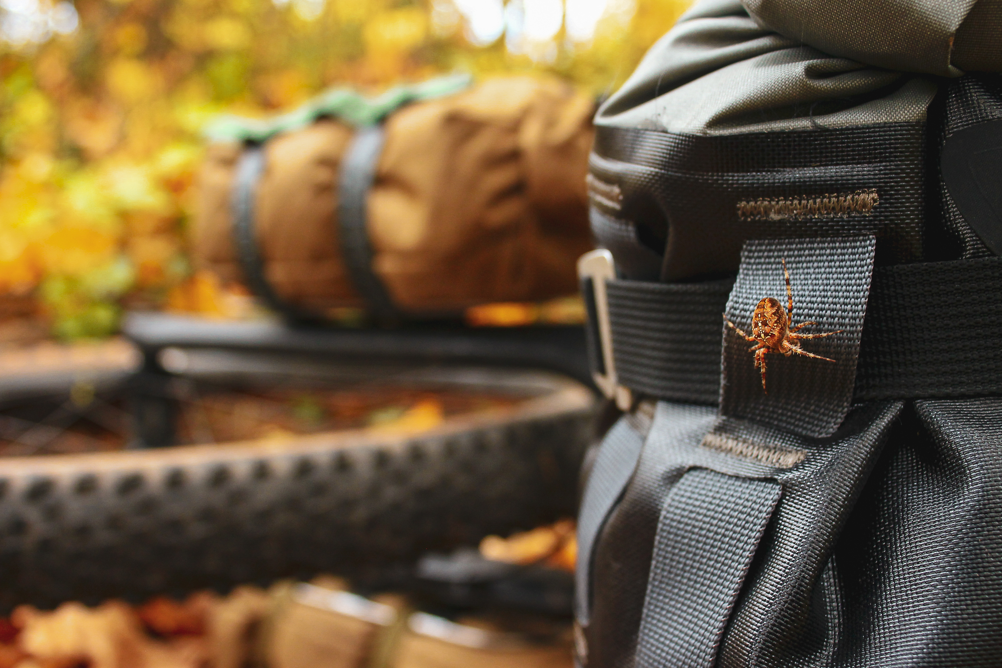 Chaparral Angeles Review: The Magic Footprint