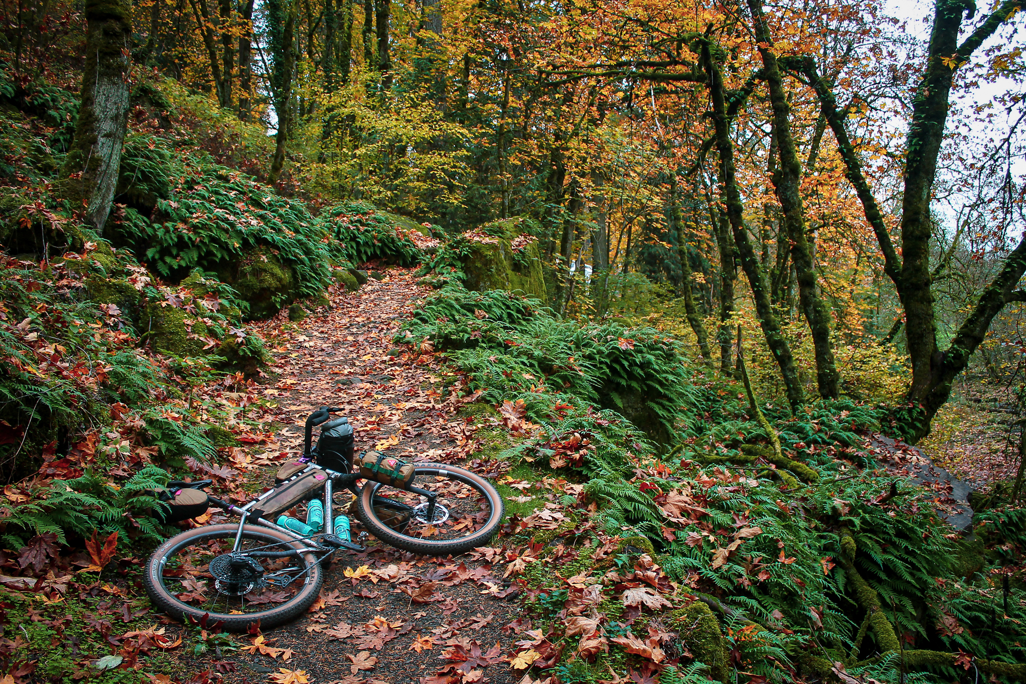 Chaparral Angeles Review: The Magic Footprint