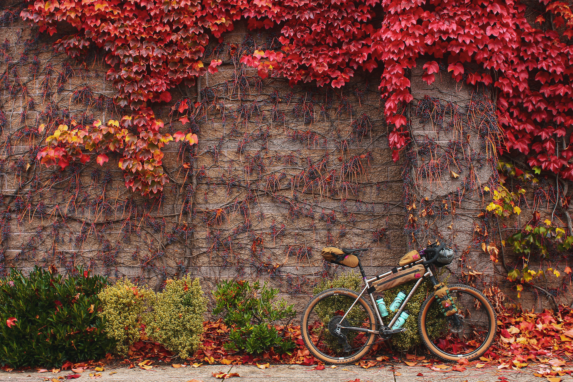 Chaparral Angeles Review: The Magic Footprint