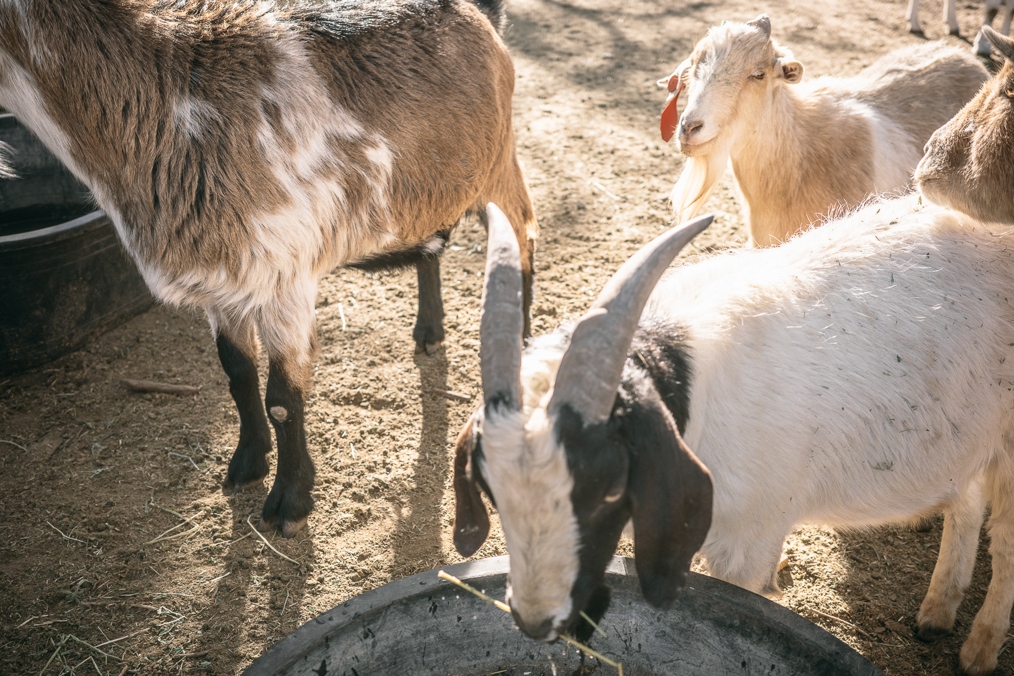 SSAZ26: This Is Not A Bicycle Race