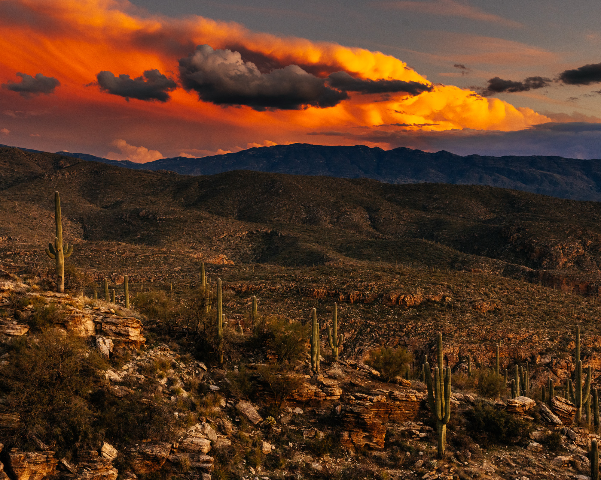 Sour Bicycles Cowboy Cookie Review