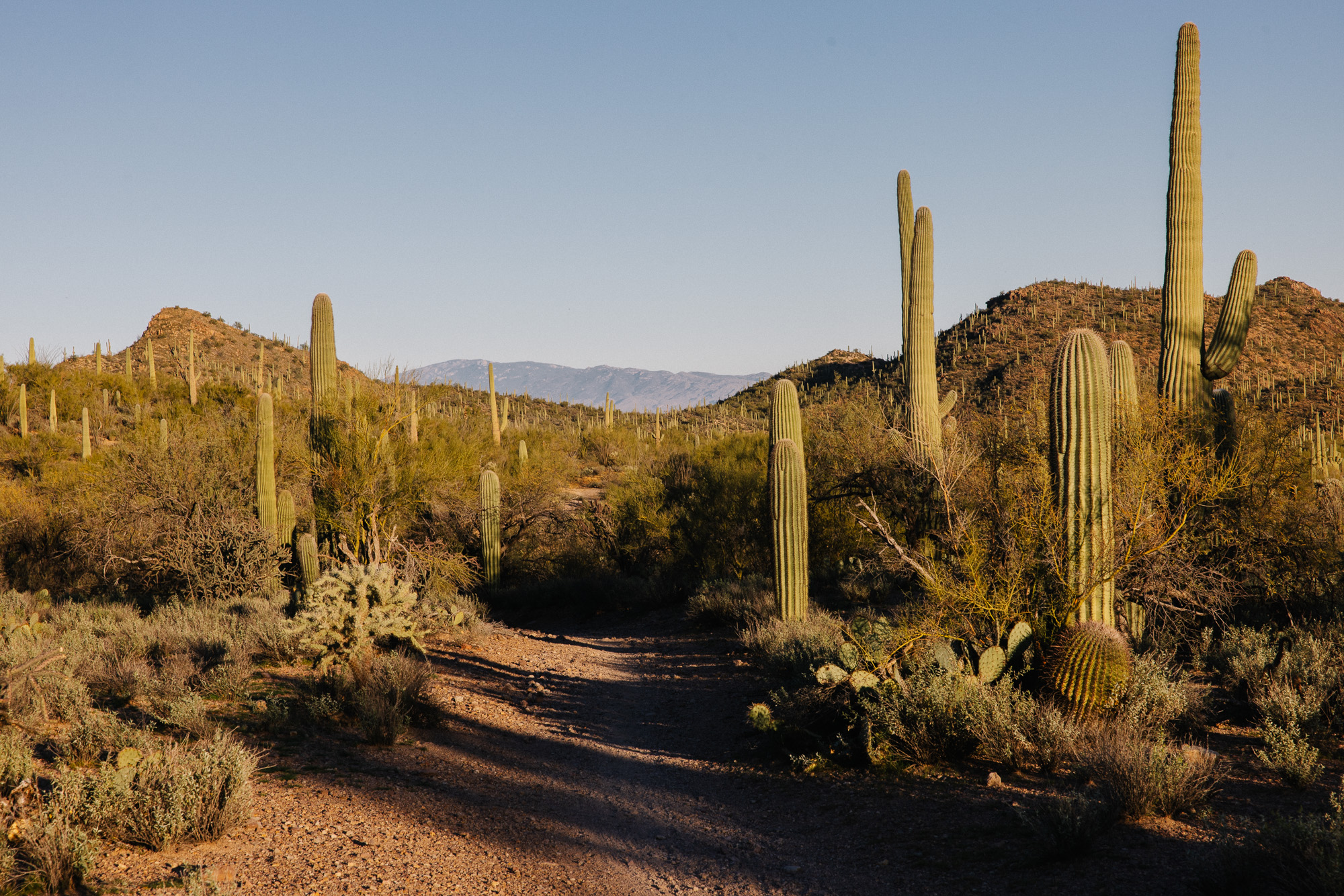 Ronnie and His R-Werks EVOO 29er-15
