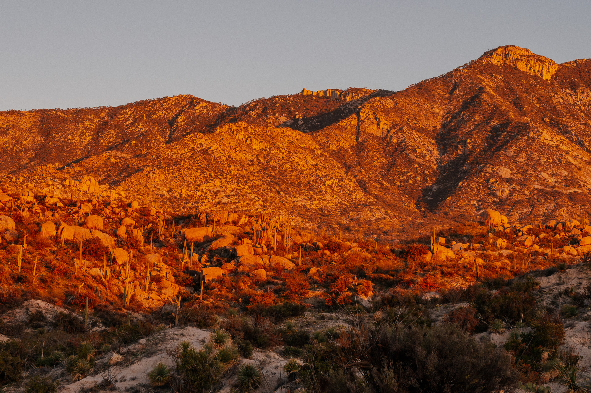 Sour Bicycles Cowboy Cookie Review