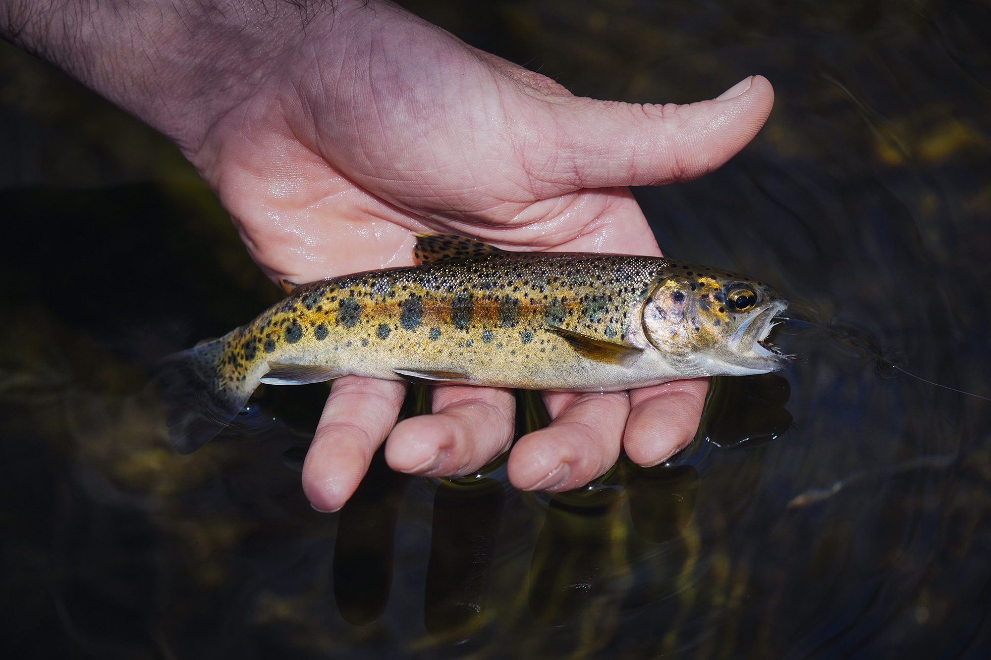 From Sea to Summit: the Plight of the Southern Steelhead in the Santa Ana Mountains